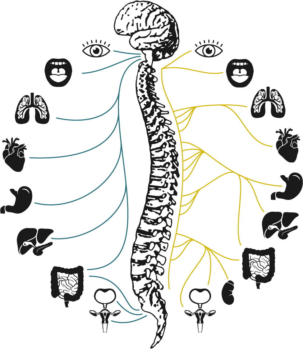 nervous system support - shows how the nervous system affects different parts of the body
