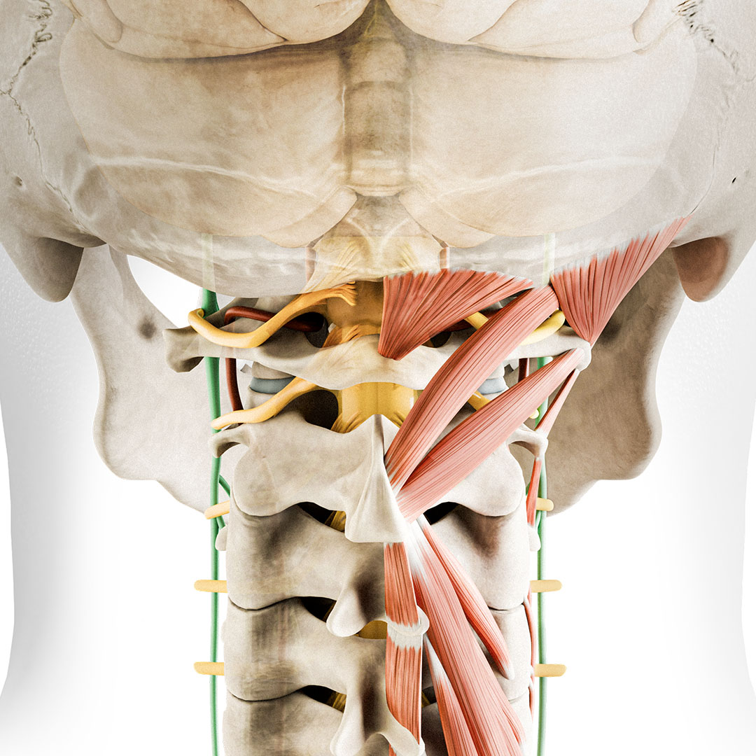 showing the vagus nerve and nervous system in the body